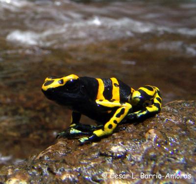 <i>Dendrobates leucomelas</i> (2 of 2)