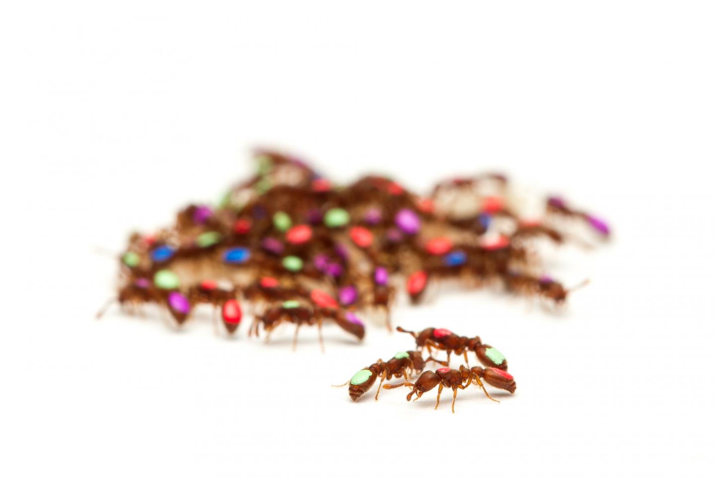 Ant-y Social: How Tiny Ants Can Answer Big Questions about the Origins of Civilization (2 of 2)