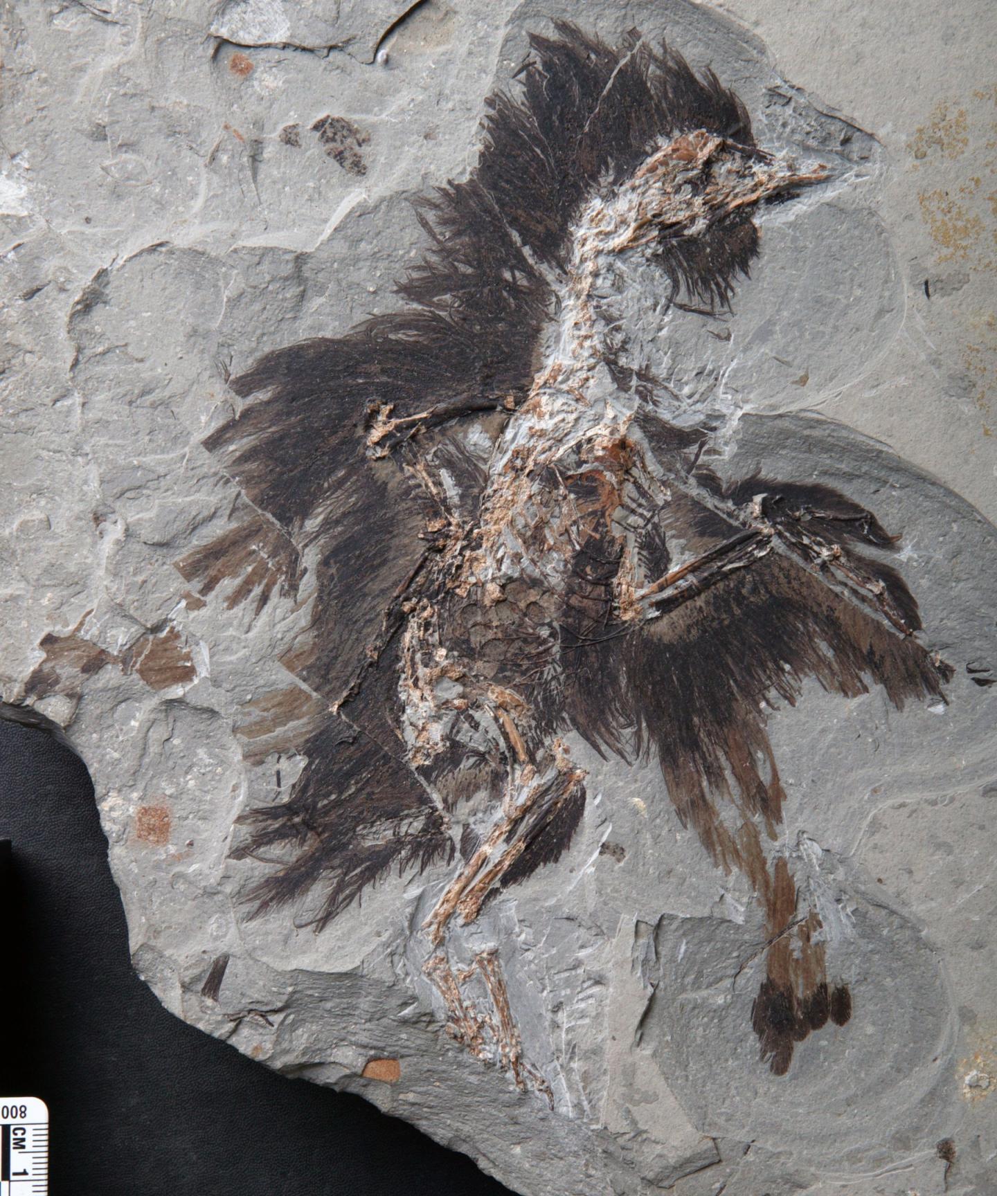 Beta-keratin discovery in bird feather fossil | EurekAlert!