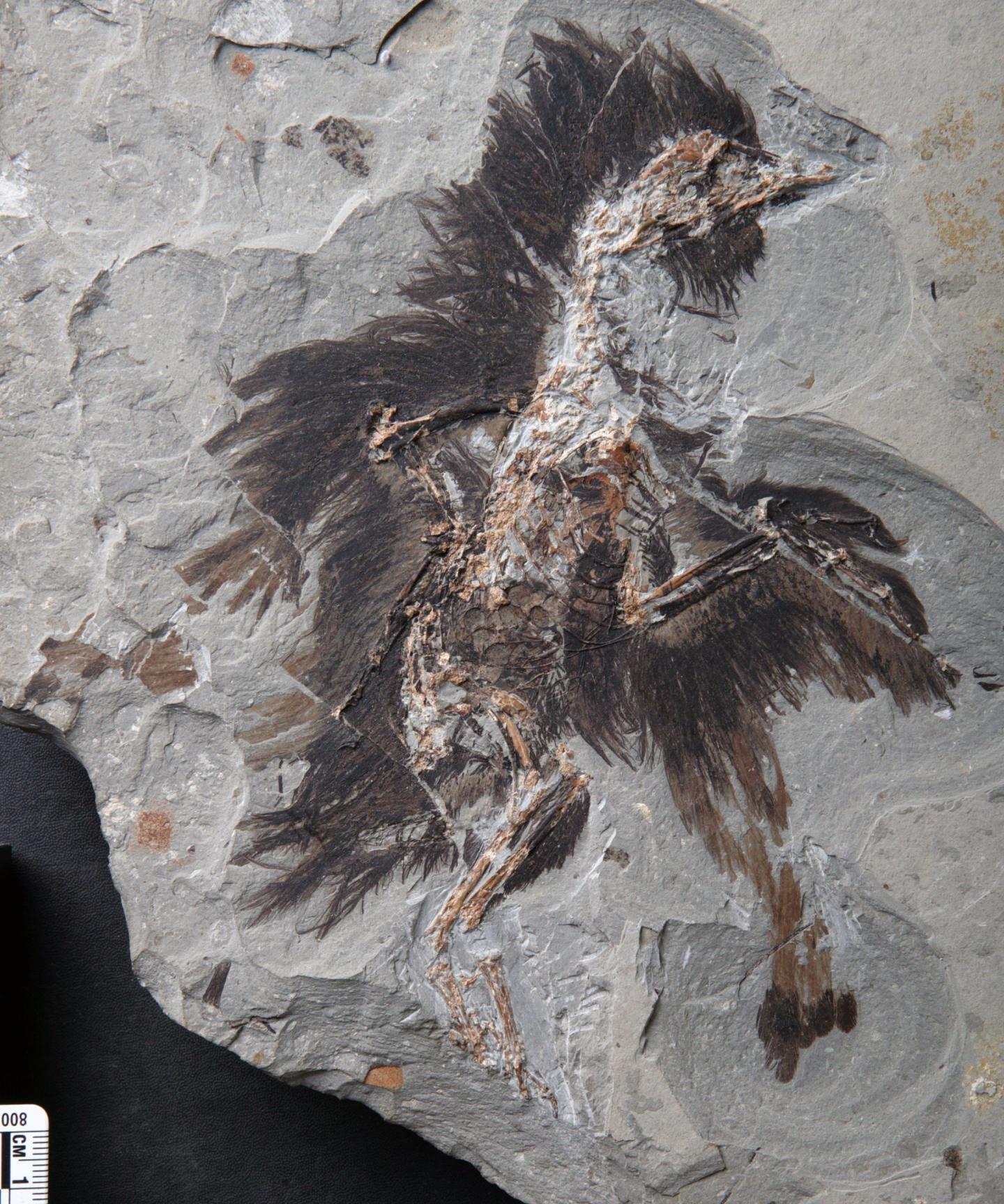 raptor fossil with feathers