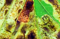 Leaf Damaged by Horse-Chestnut Leaf-Mining Moth