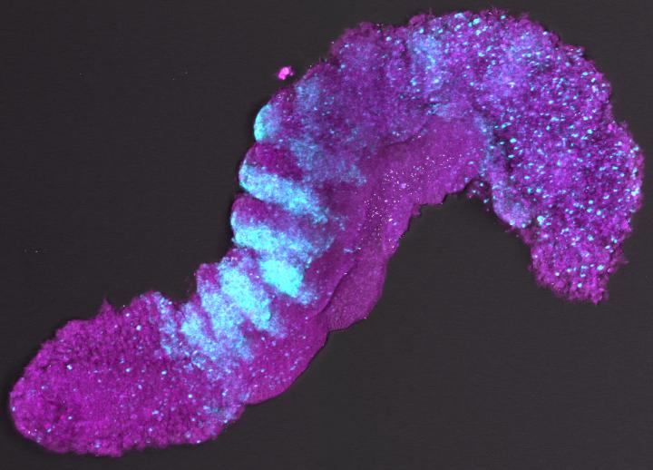 Gastruloid with Somites