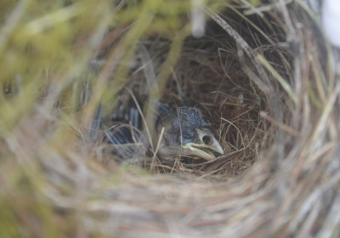 Darwin's Finch nest