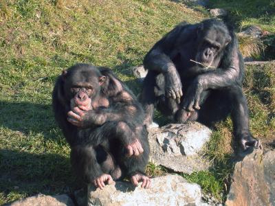 Chimpanzees (2 of 2)