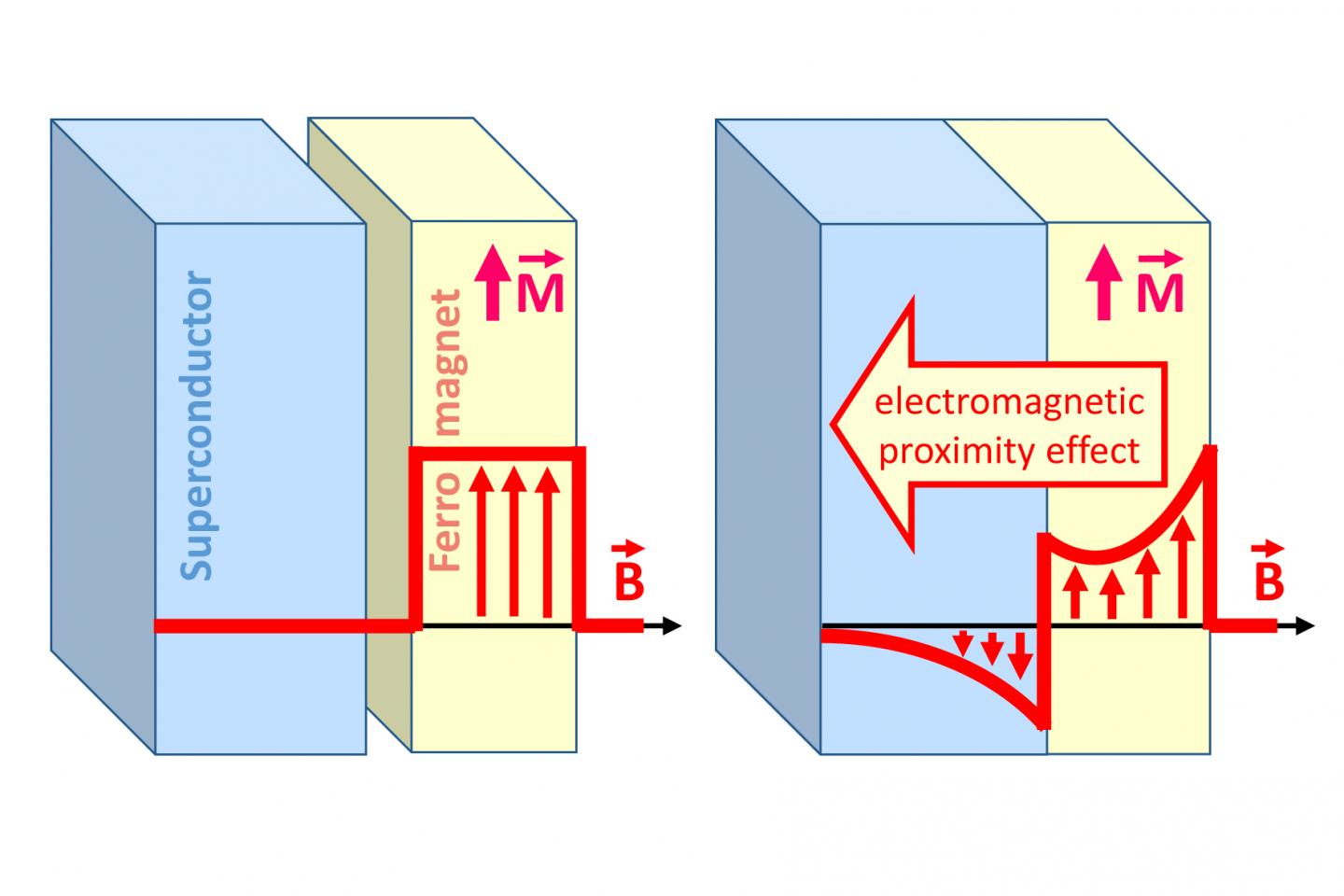 Sketch of the Magnetic Effects the Superconductor-Ferromagnet Bilayer
