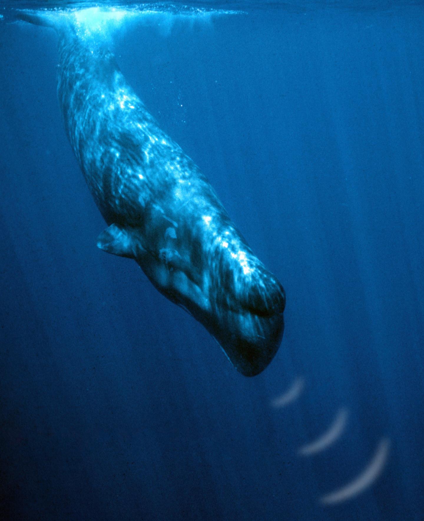 Sperm Whale