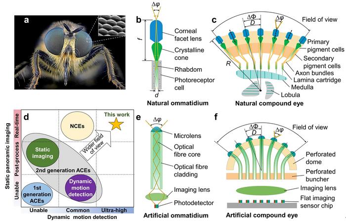 Figure 1 | Concept and principle of the artificial compound eye for a panoramic camera (ACEcam) that uses conical-microlens optical fibres to mimic natural ommatidia.