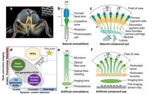 Figure 1 | Concept and principle of the artificial compound eye for a panoramic camera (ACEcam) that uses conical-microlens optical fibres to mimic natural ommatidia.