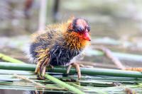 A Newly Hatched American Coot Chick