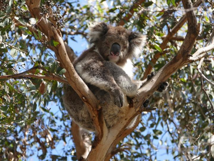 The Palate of a Koala