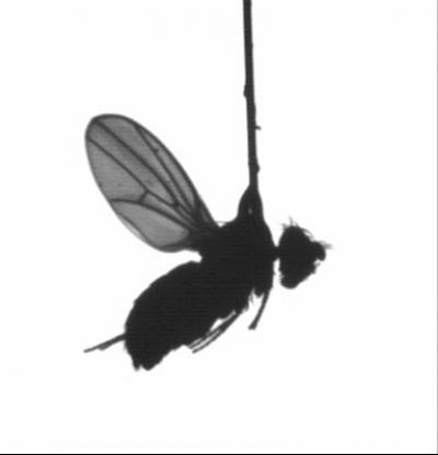 Tethered Fruit Fly