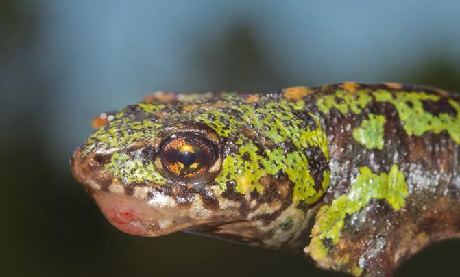 Specimen of a marbled newt with clear symptoms of ranavirosis