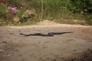 Spectacled cobra