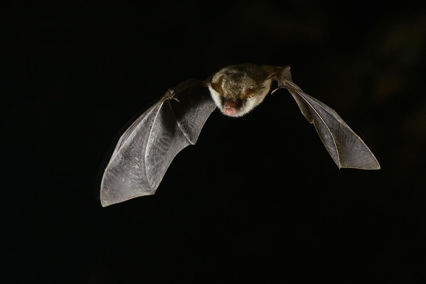 <em>Myotis Escalerai</em> in Flight in Soria, Spain