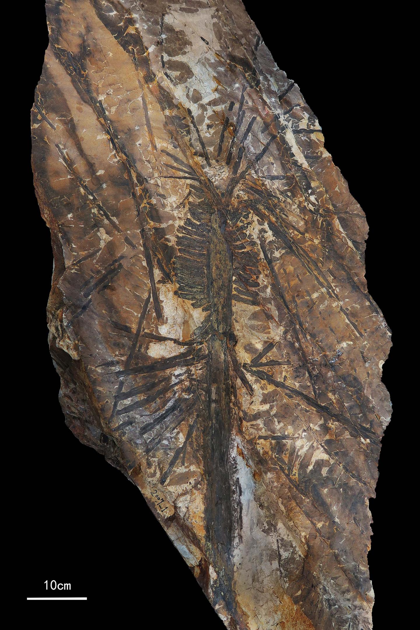 Type specimen of Paratingia wuhaia