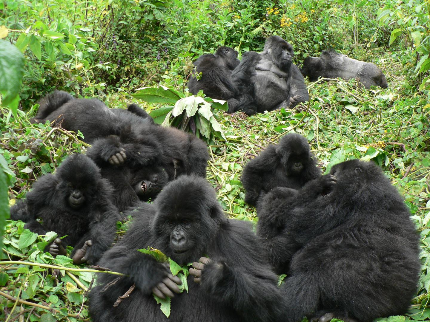 Mountain Gorillas