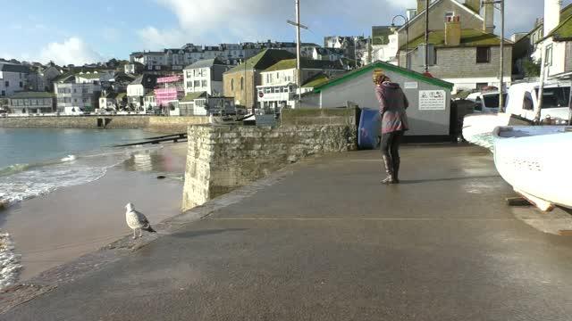 Looking Away from Gull