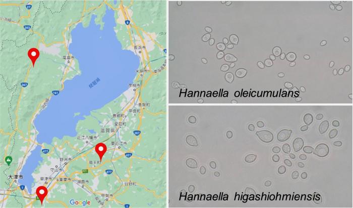 Discovery and identification of two Japanese species of oil-accumulating yeast