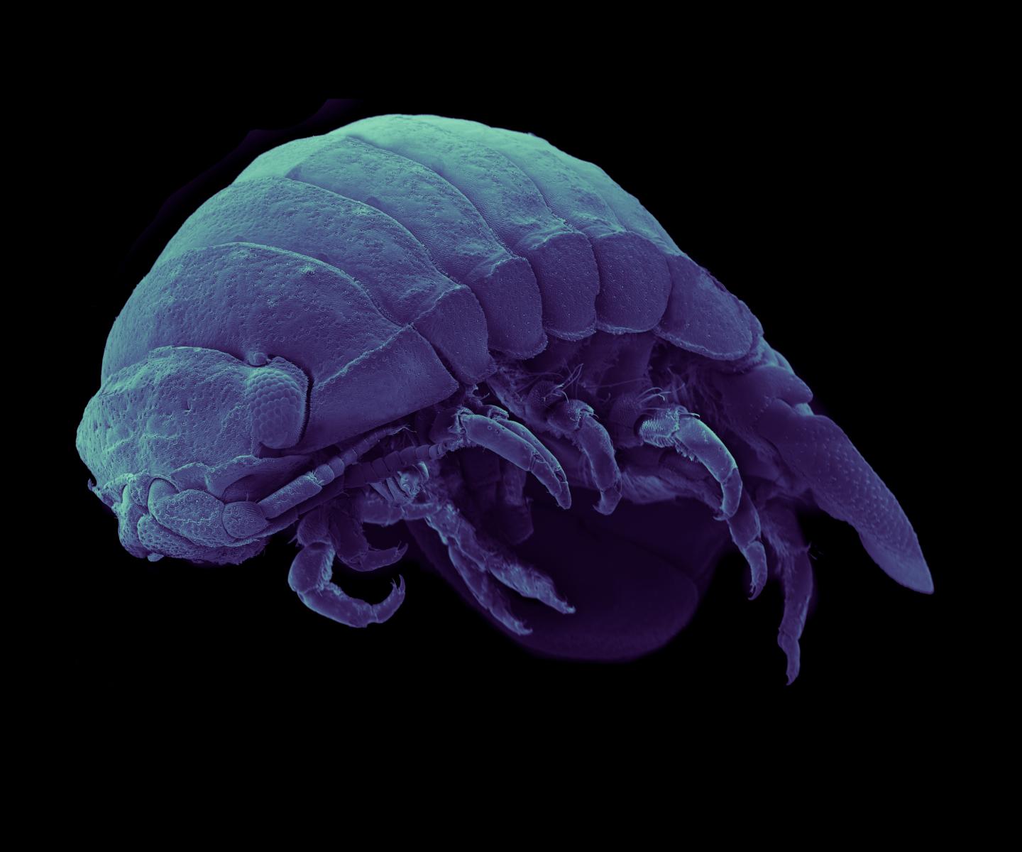 New Species from Alaska