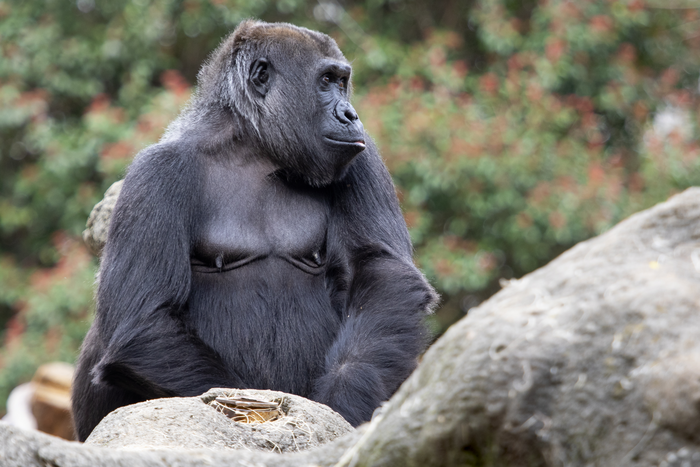 Sukari the gorilla at Zoo Atlanta.