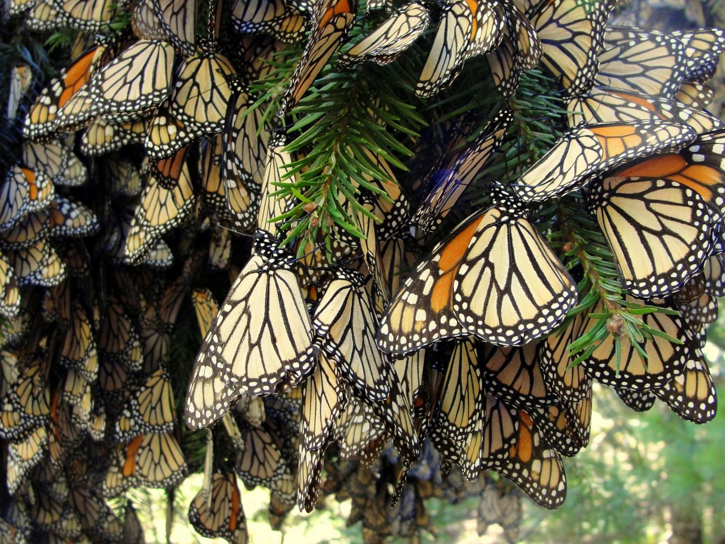 Monarch Butterflies Resting
