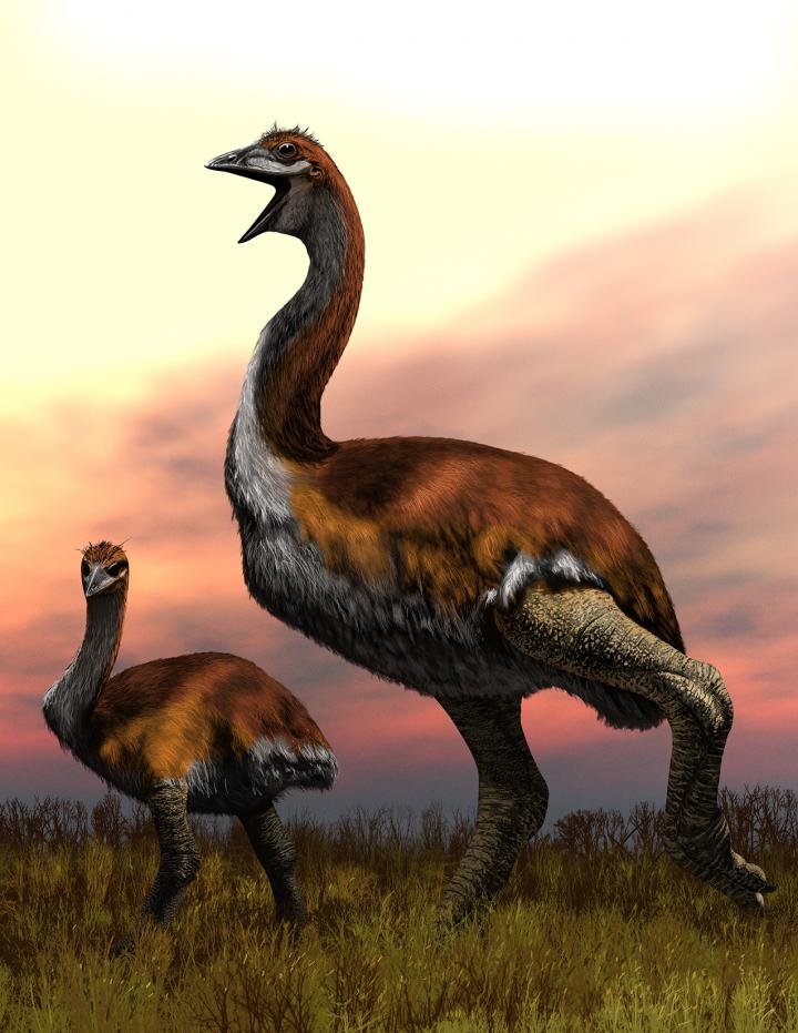 An Artist's Illustration of the Giant Elephant Bird (1 of 2)