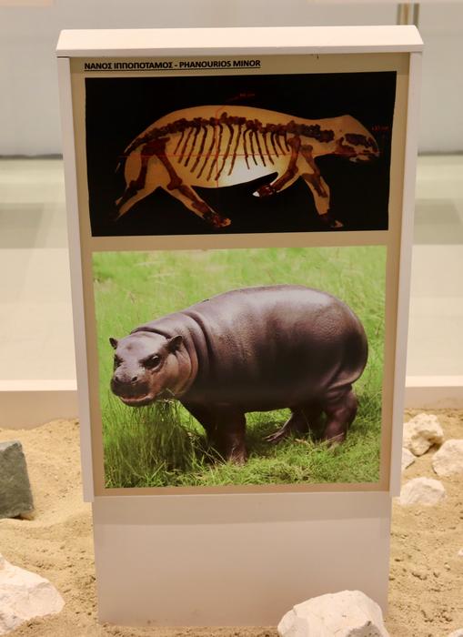 Skeleton of a dwarf hippo