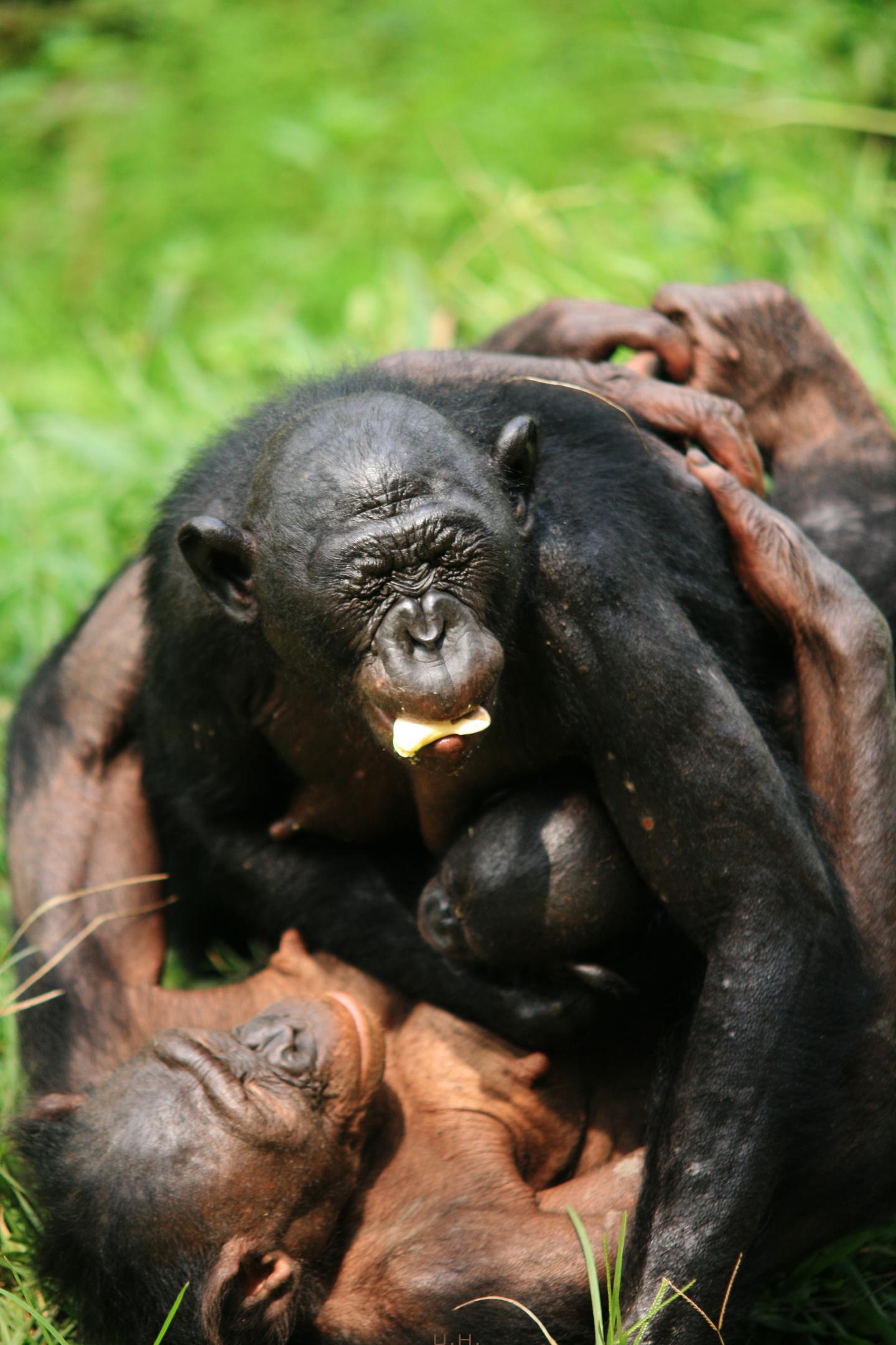 A Female Bonobo Embraces a Newcomer to the Group