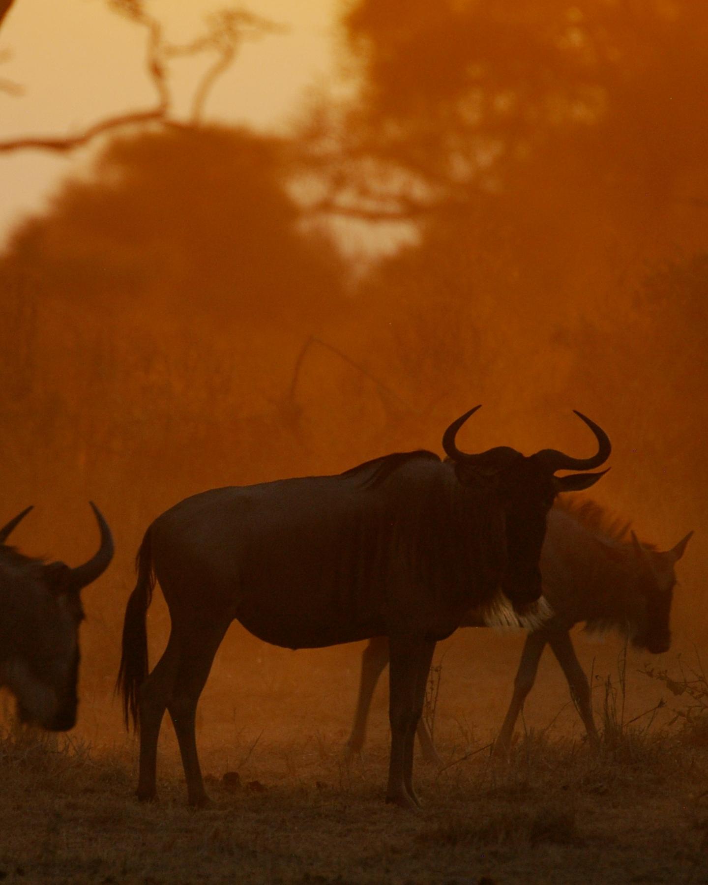 Wildebeest