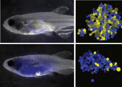 Cancer Cell Competition within a Zebrafish