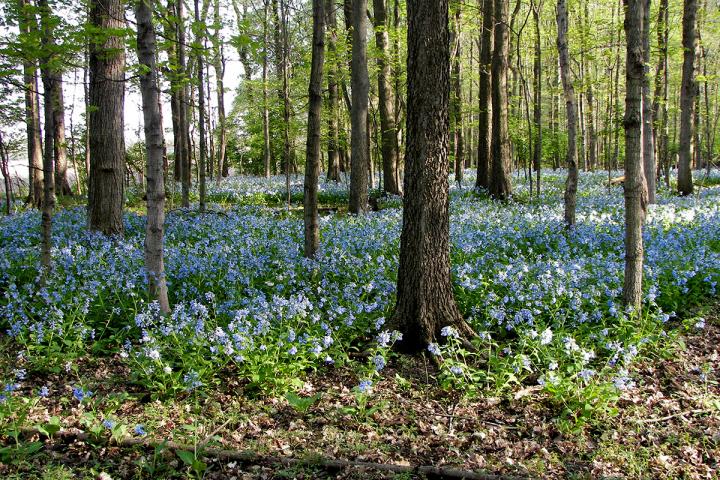 Trelease Woods