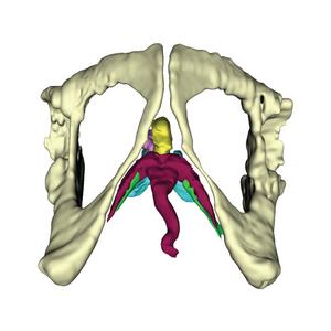 3D model rendering of ring-tailed lemur clitoris structures based on diceCT scan.