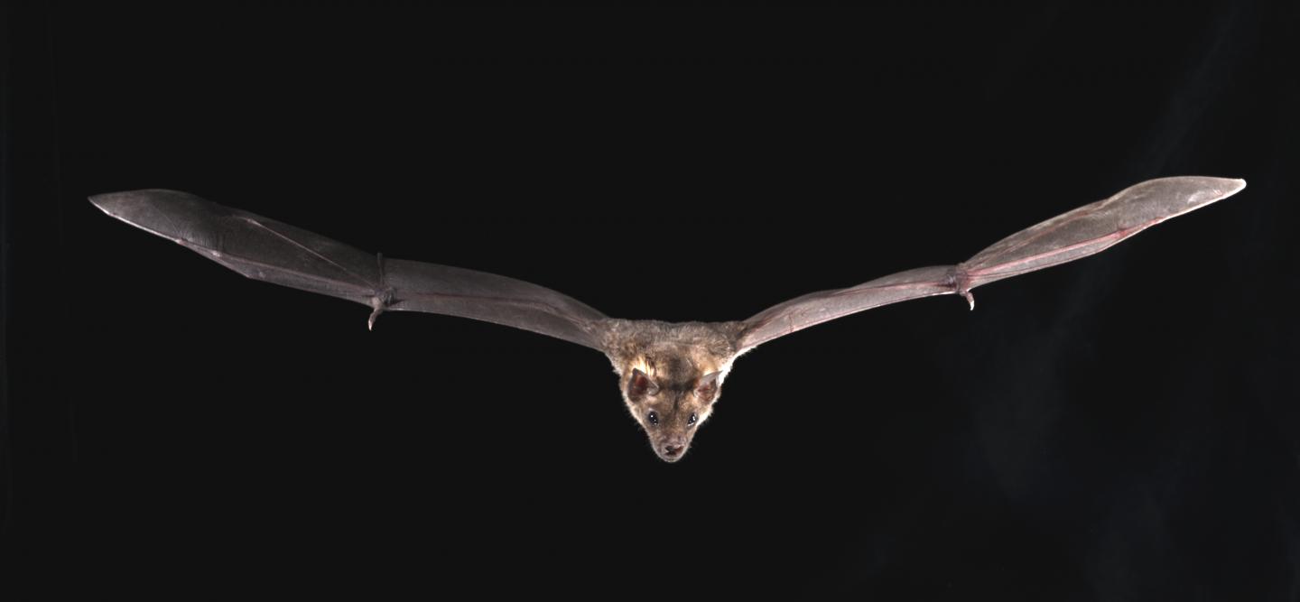 Bat Photo