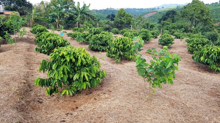 Robusta na Colômbia? País vizinho começa avaliar possibilidade e estima 80  mil hectares favoráveis para cultivo - Revista Cafeicultura