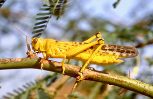 Desert Locust: mature adult