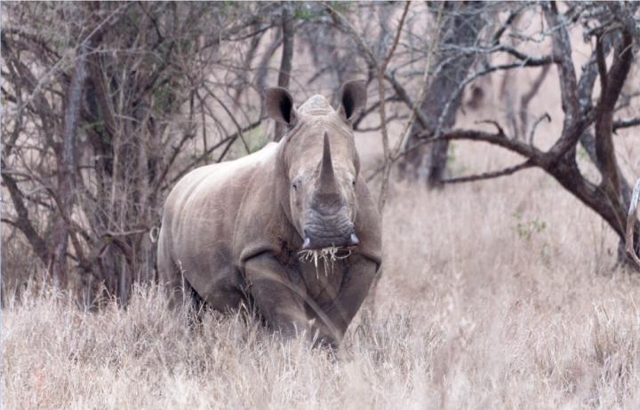 Southern White Rhinoceros