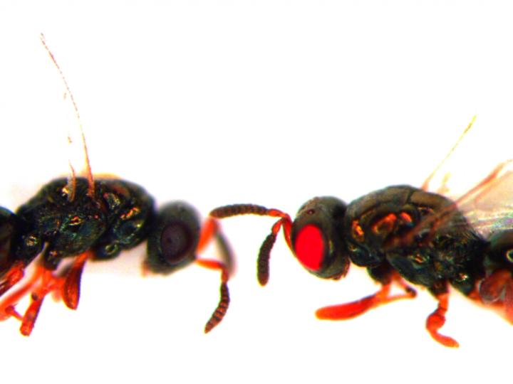 Red-eyed Wasp