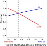 Close Relatives Can Coexist: Two Flower Species Show Us How (2)