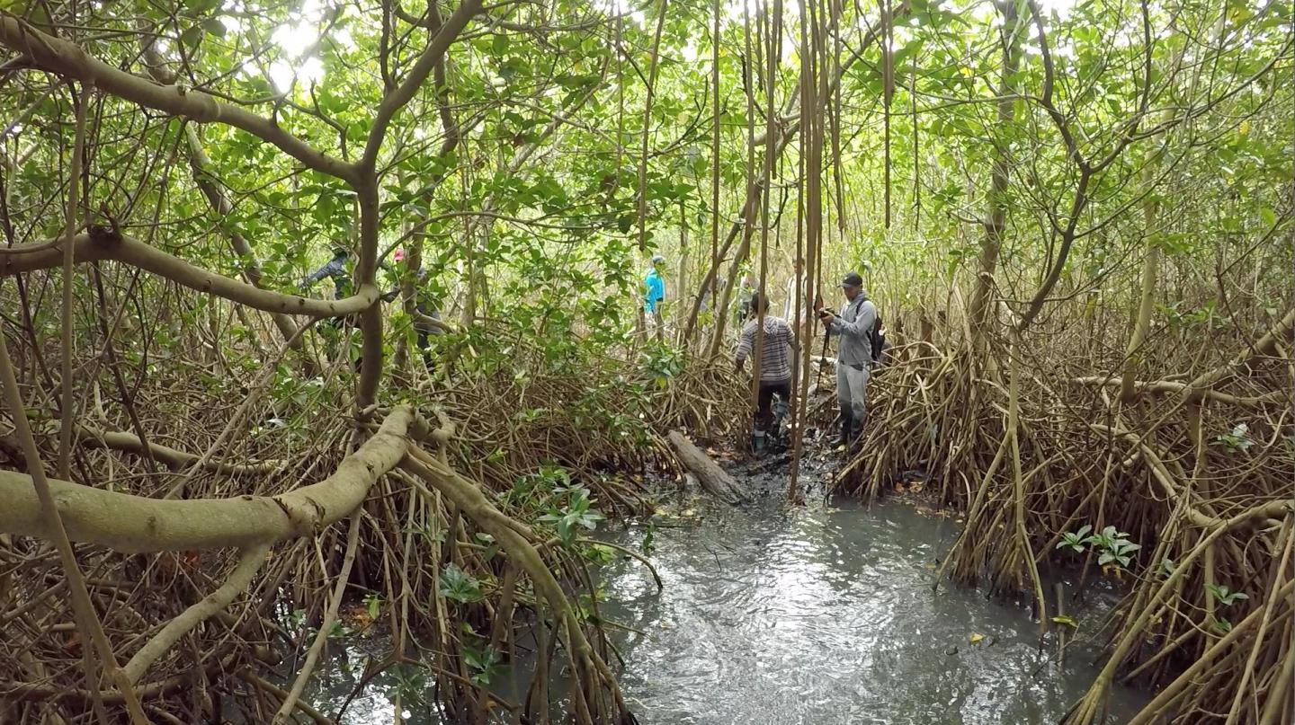 Mangrove Forest