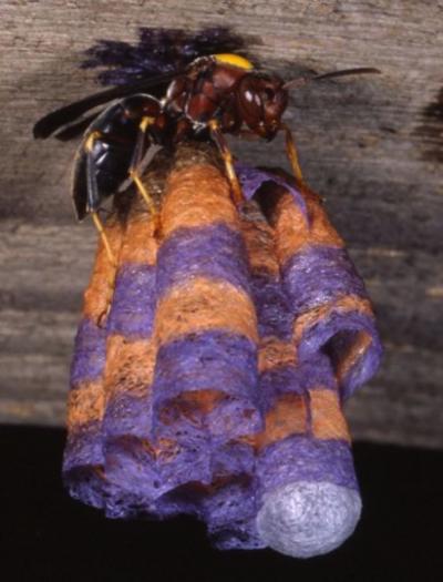 Paper Wasp Nest