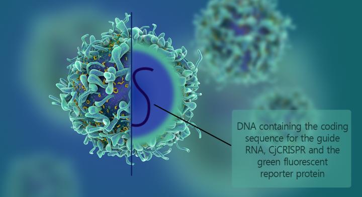 The Smallest CRISPR-Cas9 Fits Inside Viruses