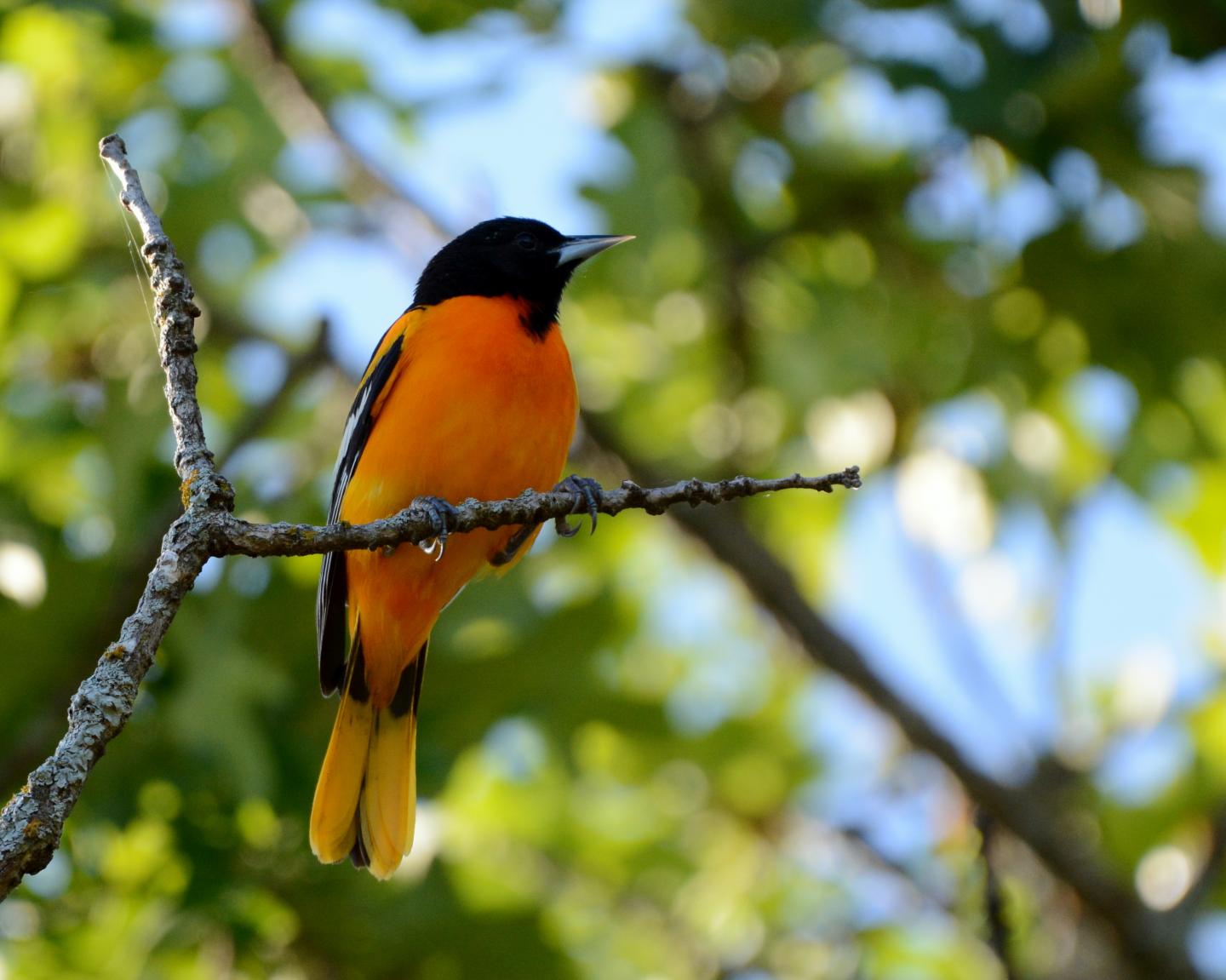 Baltimore Oriole