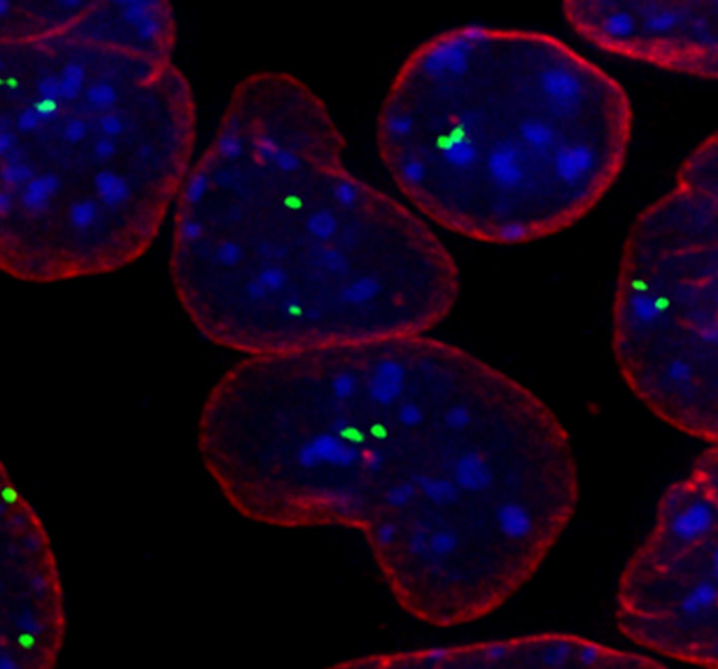 Gene Copies, Pairing up in Stem Cells