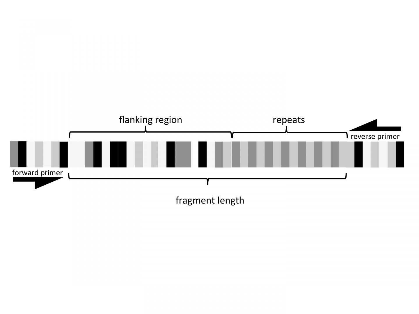 Schematic of Microsatellite