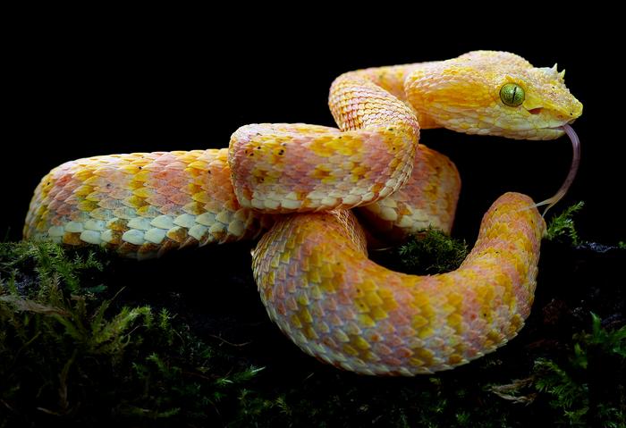 Yellow-pink morph of Rahim’s Eyelash-Pitviper