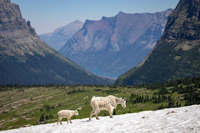 Glacier Snow