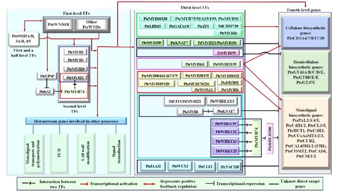 Figure 2.  The multi-layered HGRN controlling secondary cell wall (SCW) formation in Poplar.