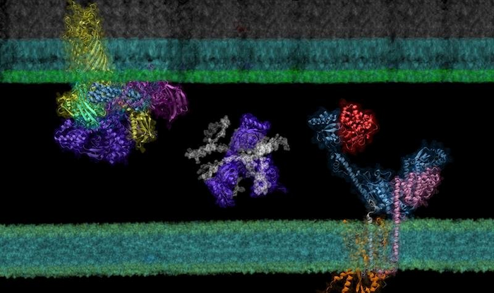 Deep Learning-Drives Insights into Protein-Protein Interactions