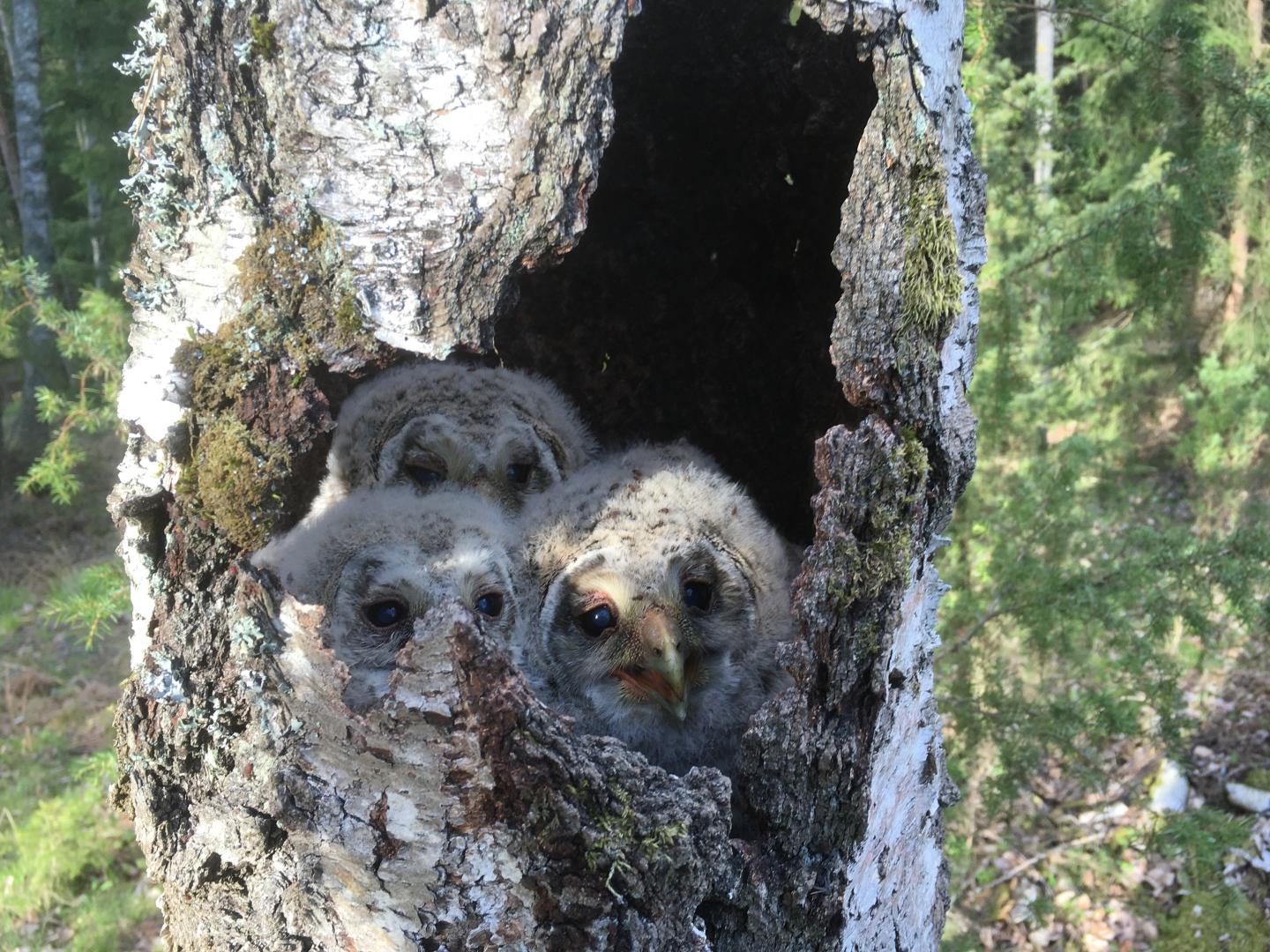 Pictured Are Ural Owl Nestlings in Finland