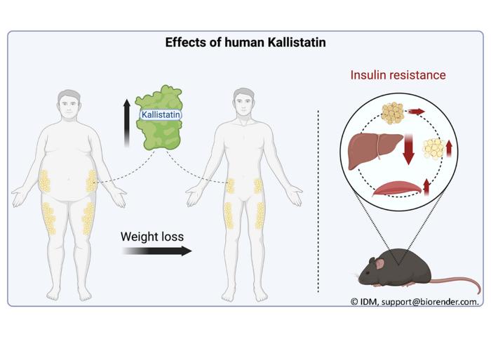 Effects of human kallistatin